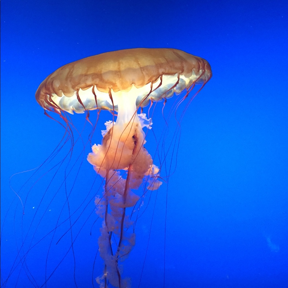 Meet your Posher, Knz